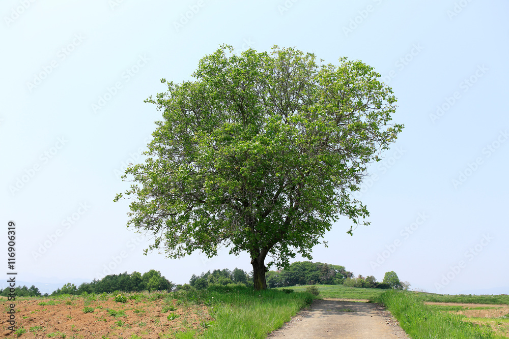 Obraz premium 一本の木と一本道