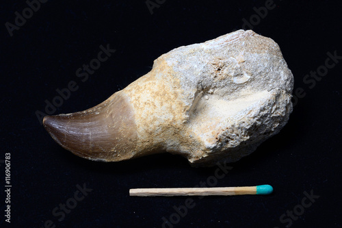 Платно mosasaurus tooth