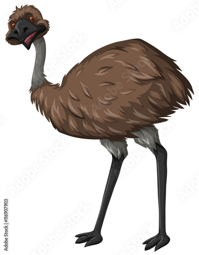 Emu bird with brown feather