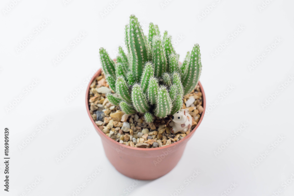 little cactus on white table and grey background little cactus on white table and grey background