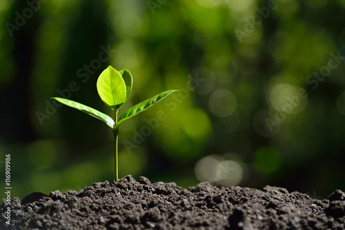 Young plant in the morning light on nature background