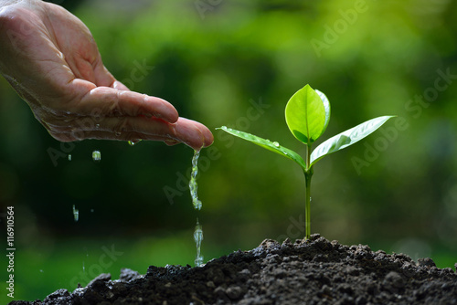Farmer's hand watering a young plant