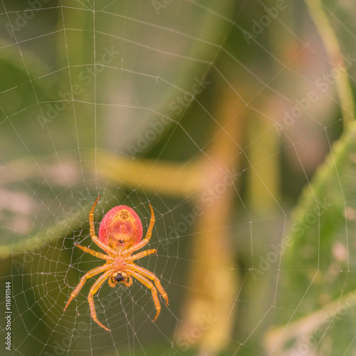 Under View of a Spider photo