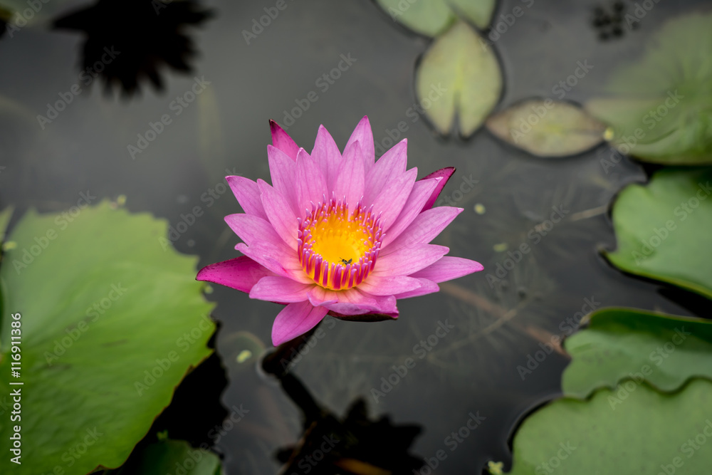 Violet lotus flower Violet lotus flower