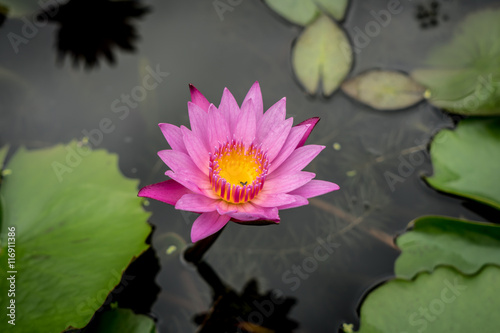 Violet lotus flower