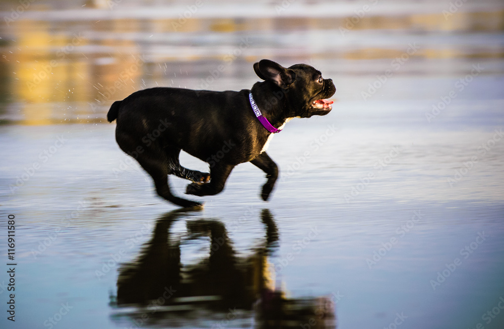 Dark brown French Bulldog running across wet sand at beach Dark brown French Bulldog running across wet sand at beach