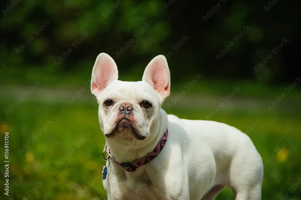 Cream white French Bulldog portrait against grass