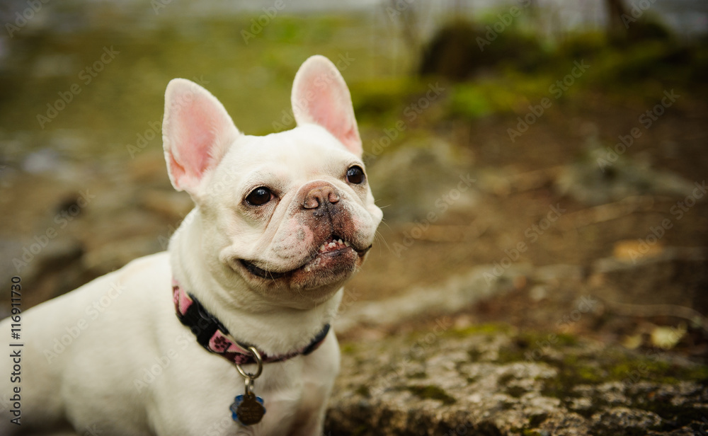 Cream French Bulldog portrait out in nature