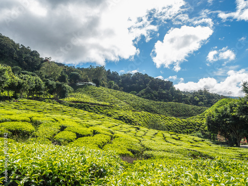 Tea plantation in the Cameron highlands