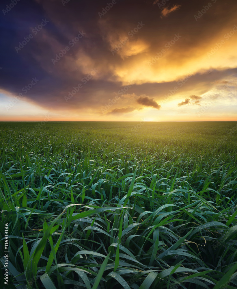 Fototapeta premium Grass on the field during sunrise. Agricultural landscape in the summer time