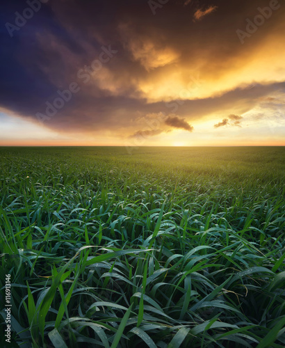 Grass on the field during sunrise. Agricultural landscape in the summer time