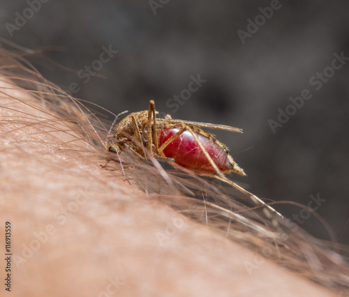 Macro of biting mosquito