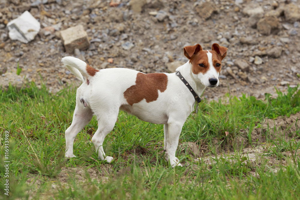 the Jack Russell Terrier dog