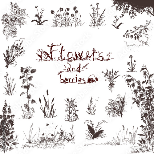 Doodle, hand drawn flowers and berries. Brown outlined design elements. Floral illustration. © maniki