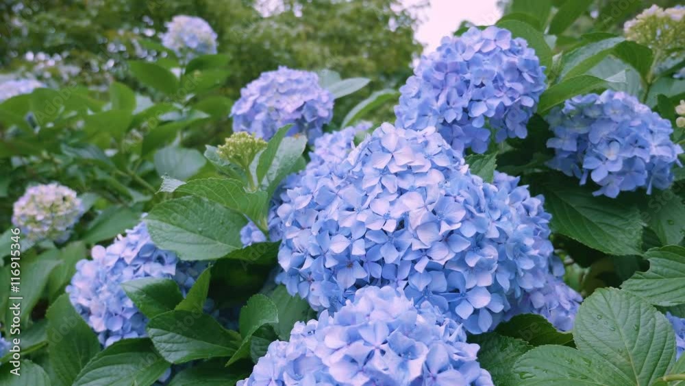 Hydrangea Flowers,in Kokubunji,Tokyo,Japan,Filmed in 4K Hydrangea Flowers,in Kokubunji,Tokyo,Japan,Filmed in 4K
