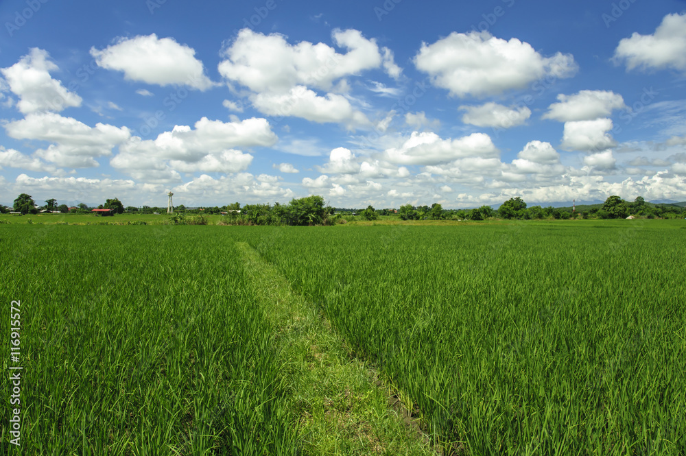Paddy jasmine rice farm in Thailand Paddy jasmine rice farm in Thailand