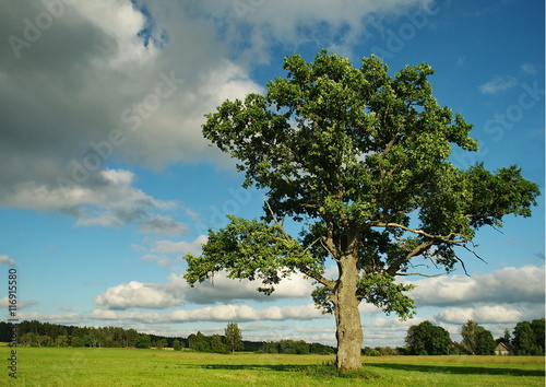 Lonely oak