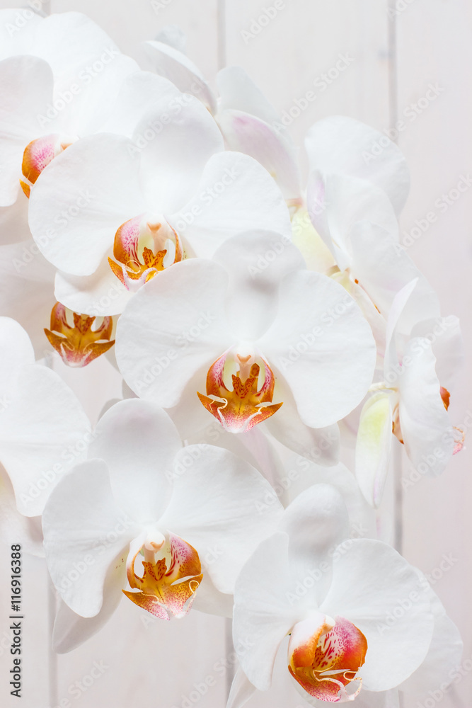Obraz premium Phalaenopsis white on light