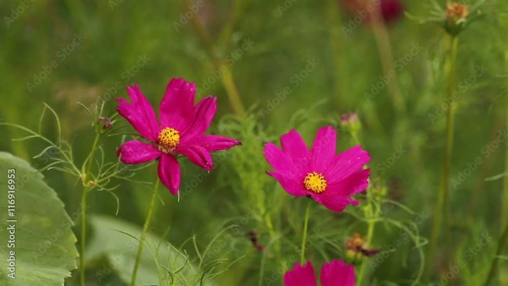flowerbed with purple flowers. Sways in the wind flowerbed with purple flowers. Sways in the wind