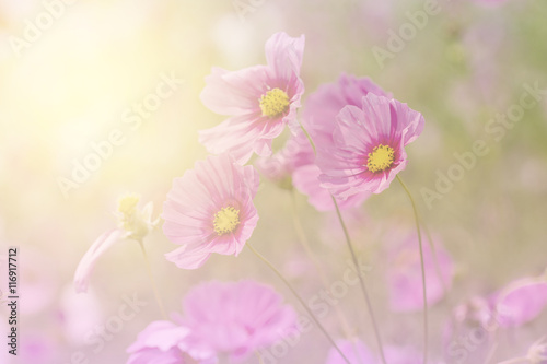 Beautiful cosmos flowers with colour filters