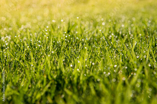 Grassed field on the sunlight with dew drop as a backdrop.