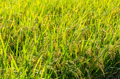 Rice meadow