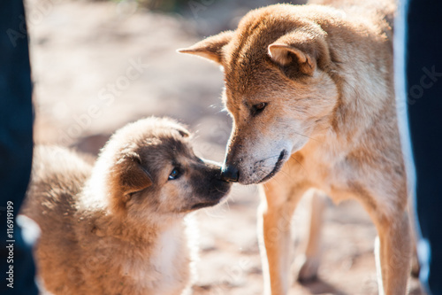 Animal   A mixed Shepherd breed dog mother and her puppy touching noses. relationship between mother and child take a look to each other. blurred image of moment in natural light