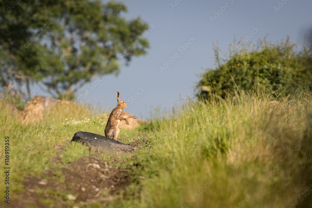 Brown Hare on path, shadow boxing,wet from bathing in puddle (Lepus europaeus) Brown Hare on path, shadow boxing,wet from bathing in puddle (Lepus europaeus)