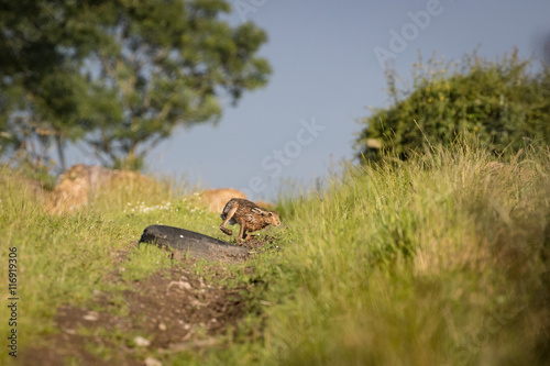 Brown Hare chasing in grass at high speed (Lepus europaeus) © fungirlslim