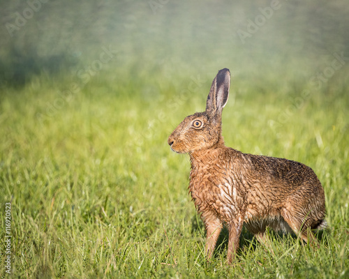 Brown Hare in field alert  wet from bathing in puddle  Lepus europaeus 