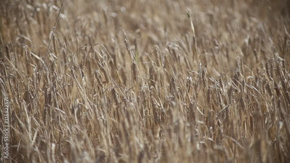 Close-up view of rye field on sunset. Close-up view of rye field on sunset.