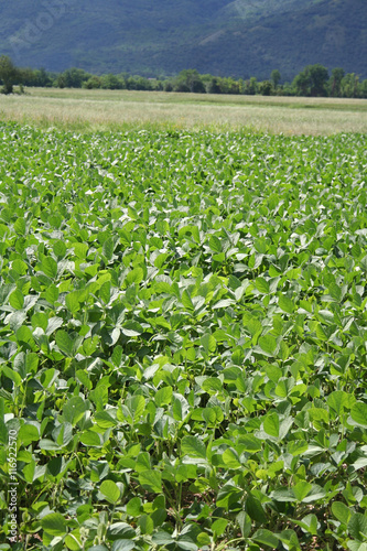 campo di soia illuminato dal sole