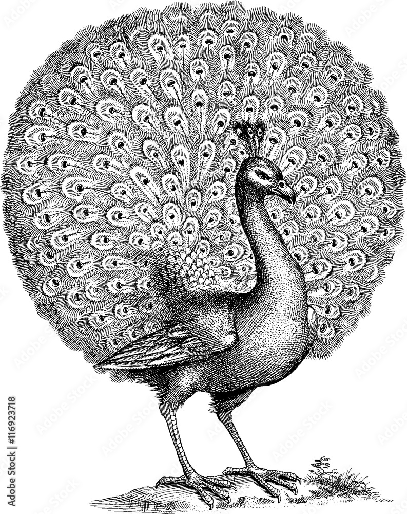 Naklejka premium Vintage illustration peacock
