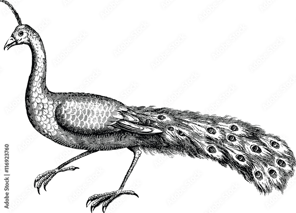 Fototapeta premium Vintage illustration peacock