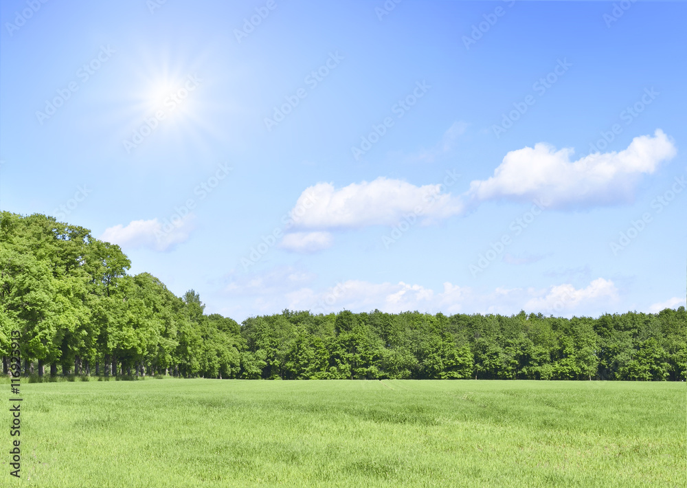 Summer scene with sun, green meadow and an alley of trees. Forest and green field with blue sky and sunbeam. Nature background with copy space. Summer scene with sun, green meadow and an alley of trees. Forest and green field with blue sky and sunbeam. Nature background with copy space.