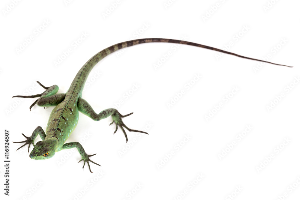 Green basilisk Green basilisk