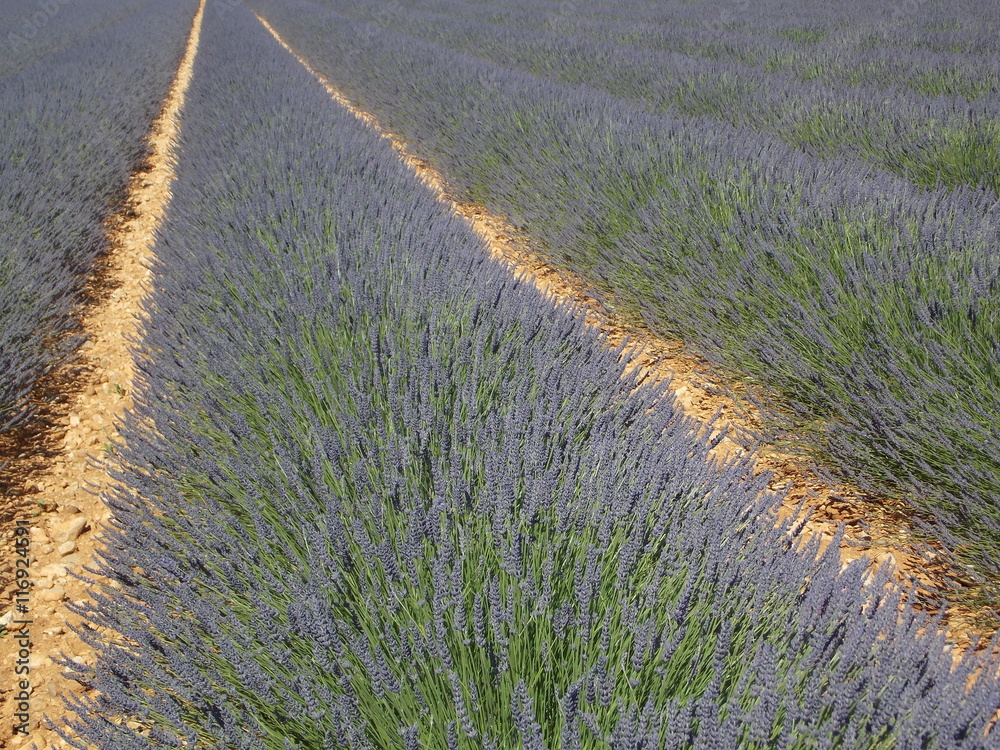 lavande lavande