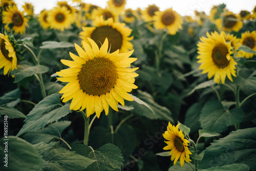 sunflowers