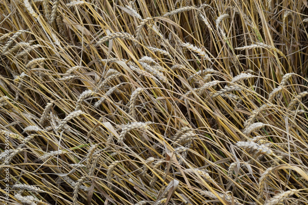 field of wheat field of wheat