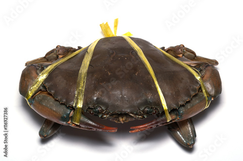 giant mud crabs and serrated crabs are tied photo