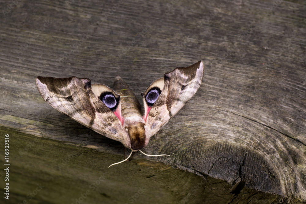 Fototapeta premium Smerinthus ocellata, Abendpfauenauge