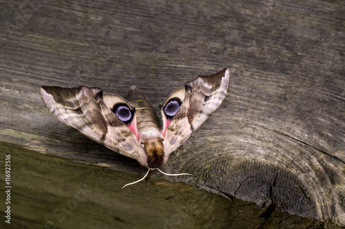 Smerinthus ocellata, Abendpfauenauge