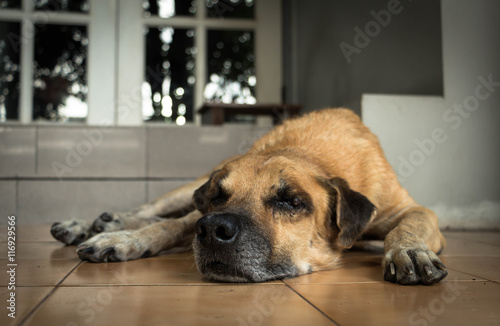 Sad old brown dog lie down waiting for owner in front of the house door