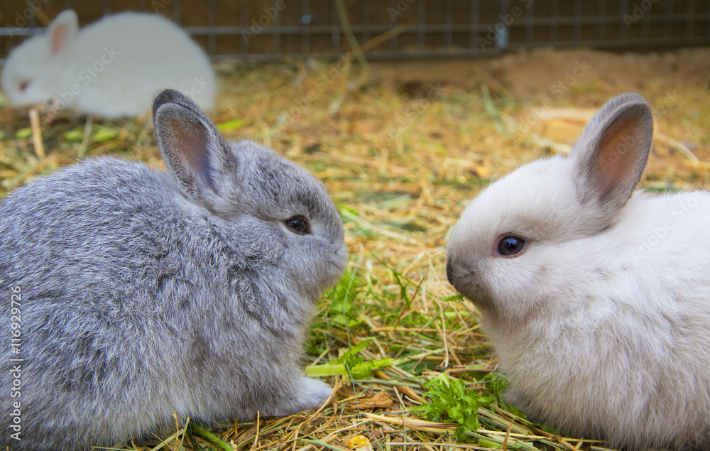pareja de conejos comiendo juntos foto de Stock | Adobe Stock