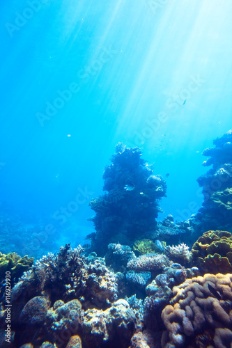 Fototapeta Naklejka Na Ścianę i Meble -  red sea underwater coral reef