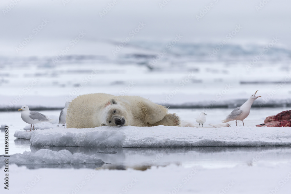 Obraz premium Polar bear