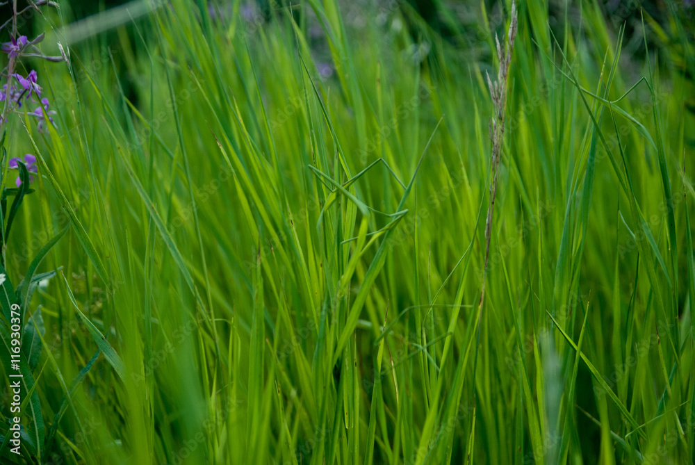 the texture of the flowers and stems the texture of the flowers and stems