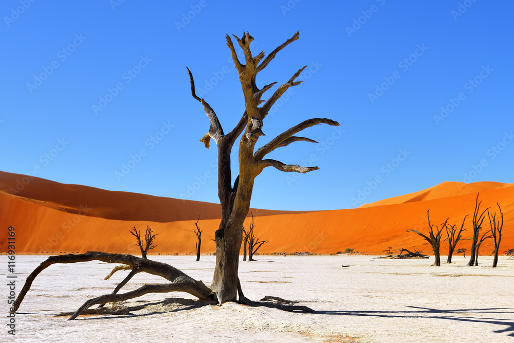 Deadvlei, Sossusvlei. Namibia