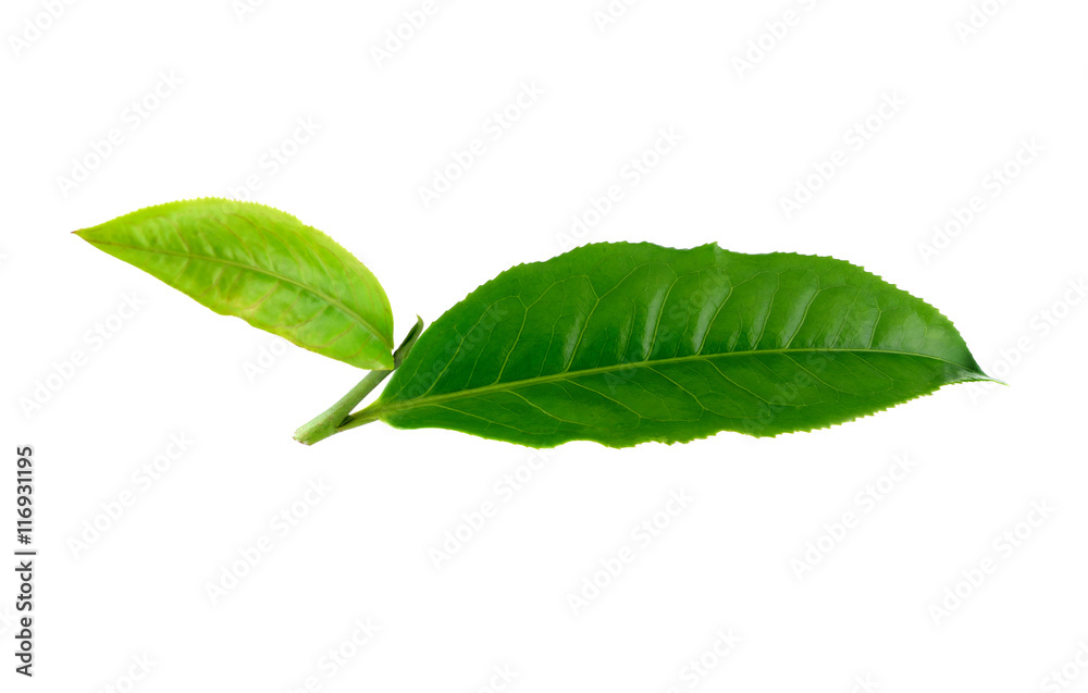 Obraz premium Green tea leaf on white background