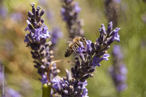 Bee on lavender flowers